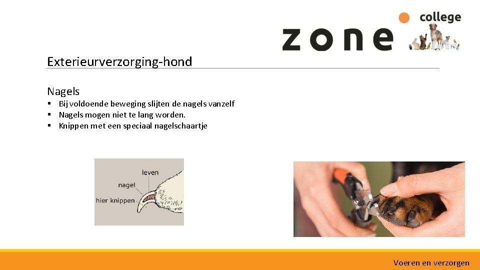 Exterieurverzorging-hond Nagels § Bij voldoende beweging slijten de nagels vanzelf § Nagels mogen niet