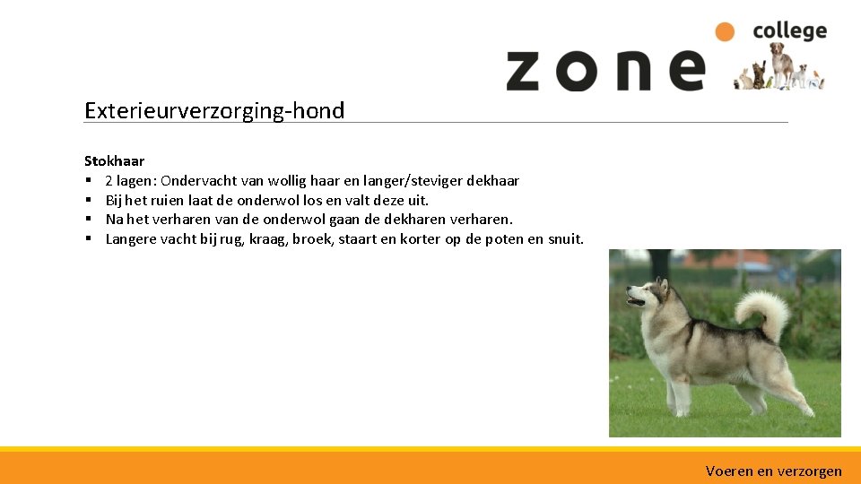 Exterieurverzorging-hond Stokhaar § 2 lagen: Ondervacht van wollig haar en langer/steviger dekhaar § Bij