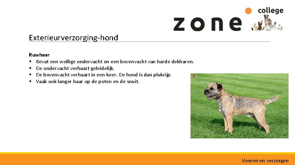 Exterieurverzorging-hond Ruwhaar § Bevat een wollige ondervacht en een bovenvacht van harde dekharen. §