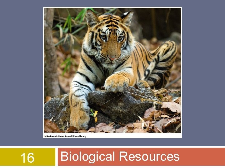 16 Biological Resources 