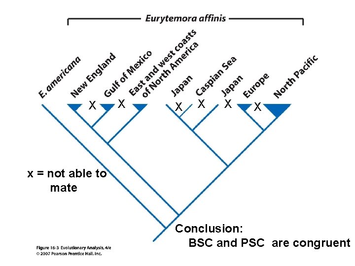 X X X x = not able to mate Conclusion: BSC and PSC are