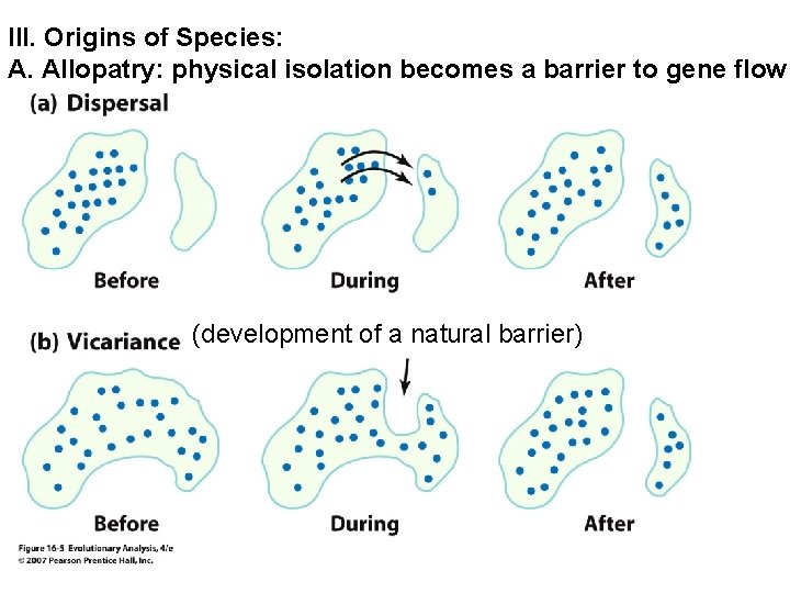 III. Origins of Species: A. Allopatry: physical isolation becomes a barrier to gene flow