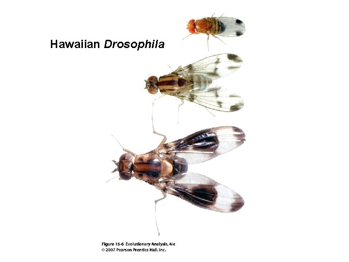 Hawaiian Drosophila 