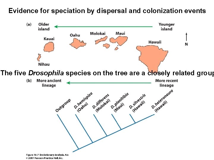 Evidence for speciation by dispersal and colonization events The five Drosophila species on the