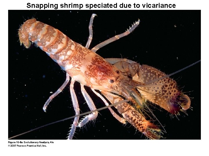 Snapping shrimp speciated due to vicariance 