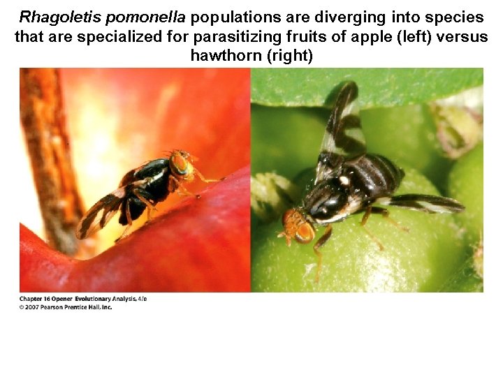 Rhagoletis pomonella populations are diverging into species that are specialized for parasitizing fruits of