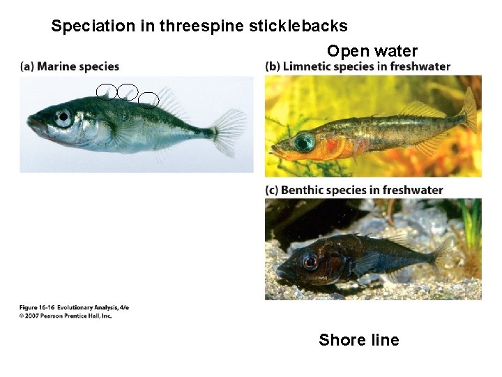 Speciation in threespine sticklebacks Open water Shore line 