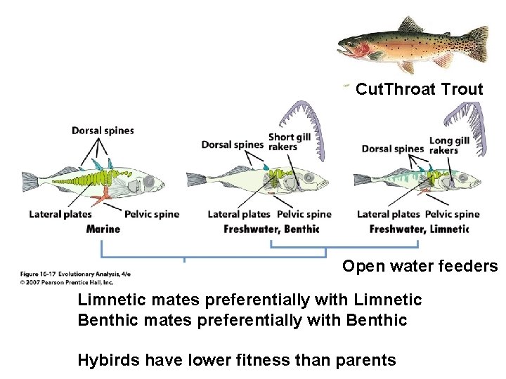 Cut. Throat Trout Open water feeders Limnetic mates preferentially with Limnetic Benthic mates preferentially