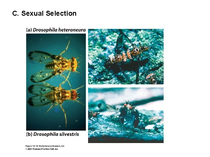 C. Sexual Selection 