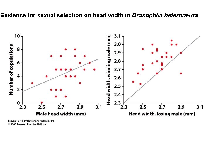 Evidence for sexual selection on head width in Drosophila heteroneura 