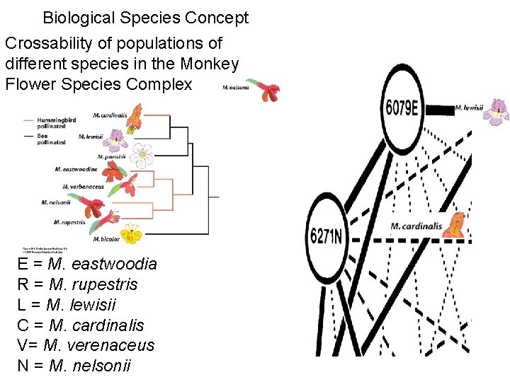 Biological Species Concept Crossability of populations of different species in the Monkey Flower Species