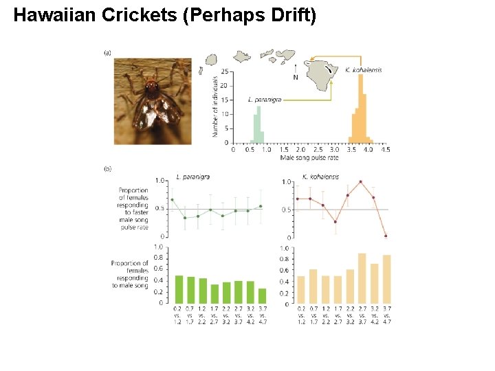 Hawaiian Crickets (Perhaps Drift) 