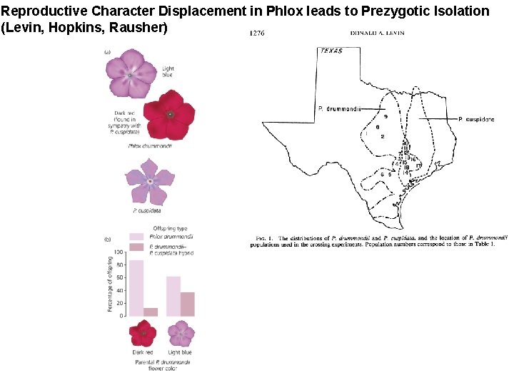 Reproductive Character Displacement in Phlox leads to Prezygotic Isolation (Levin, Hopkins, Rausher) 