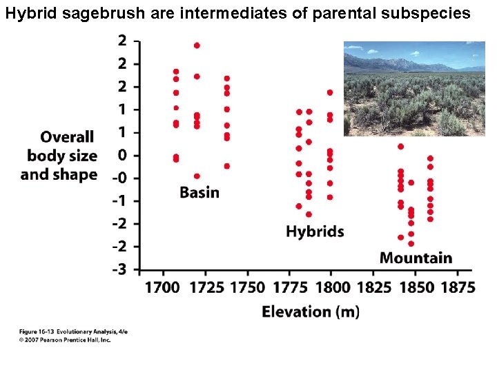 Hybrid sagebrush are intermediates of parental subspecies 