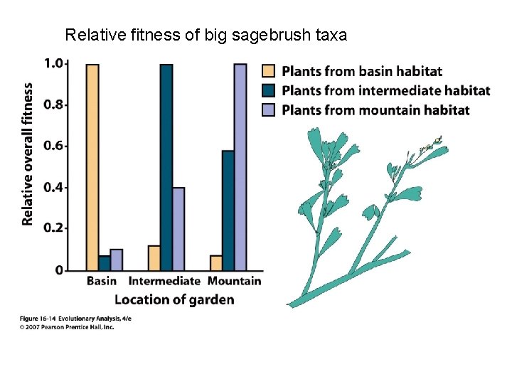 Relative fitness of big sagebrush taxa 