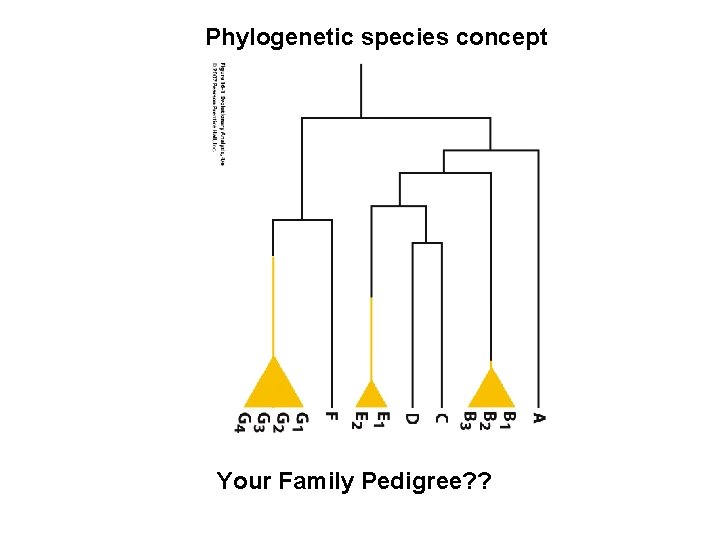 Phylogenetic species concept Your Family Pedigree? ? 