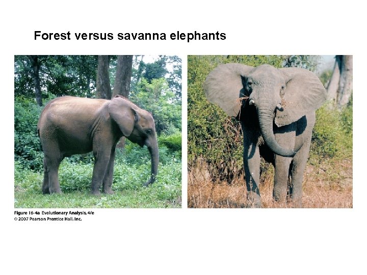 Forest versus savanna elephants 