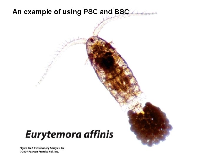 An example of using PSC and BSC 