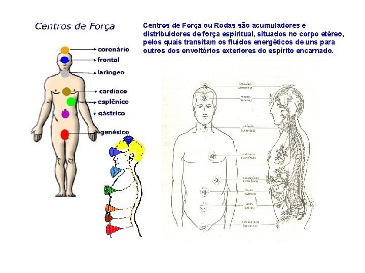 Centros de Força ou Rodas são acumuladores e distribuidores de força espiritual, situados no