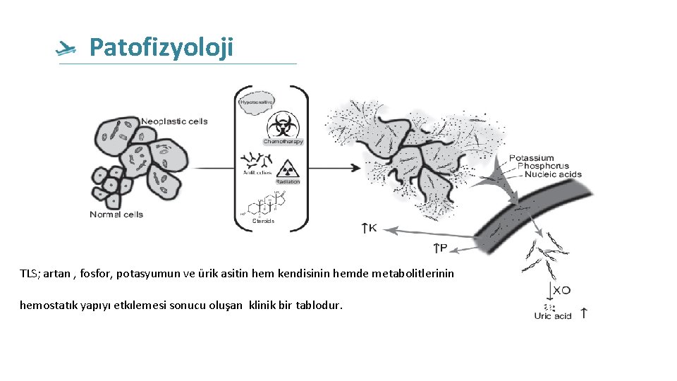 Patofizyoloji TLS; artan , fosfor, potasyumun ve ürik asitin hem kendisinin hemde metabolitlerinin hemostatık