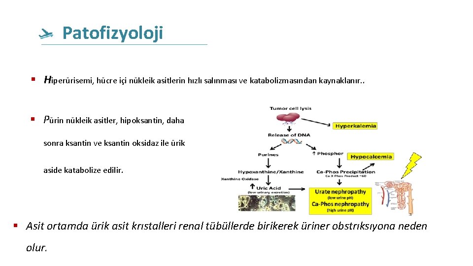 Patofizyoloji Hiperürisemi, hücre içi nükleik asitlerin hızlı salınması ve katabolizmasından kaynaklanır. . Pürin nükleik