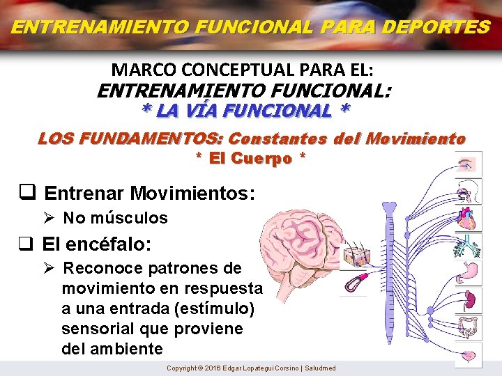 ENTRENAMIENTO FUNCIONAL PARA DEPORTES MARCO CONCEPTUAL PARA EL: ENTRENAMIENTO FUNCIONAL: * LA VÍA FUNCIONAL