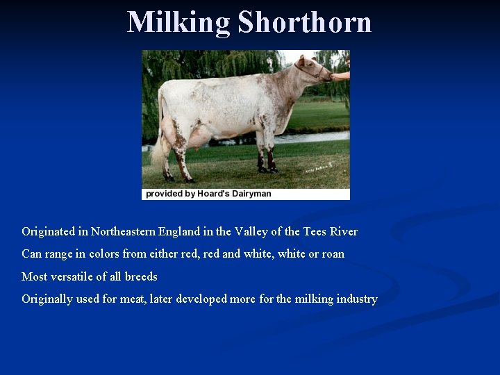 Milking Shorthorn Originated in Northeastern England in the Valley of the Tees River Can