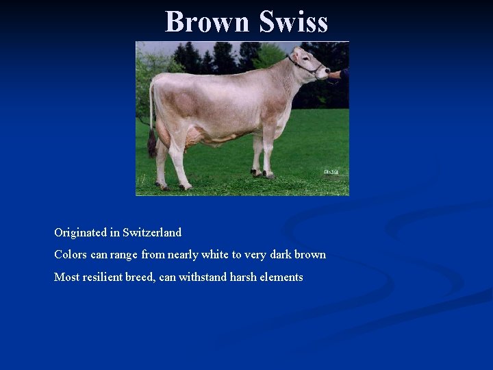 Brown Swiss Originated in Switzerland Colors can range from nearly white to very dark