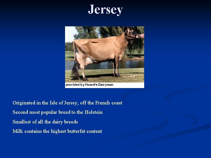 Jersey Originated in the Isle of Jersey, off the French coast Second most popular