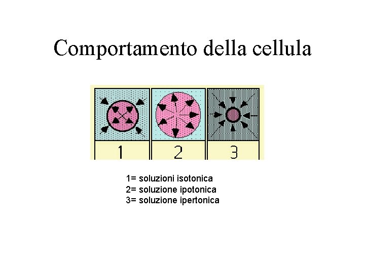 Comportamento della cellula 1= soluzioni isotonica 2= soluzione ipotonica 3= soluzione ipertonica 