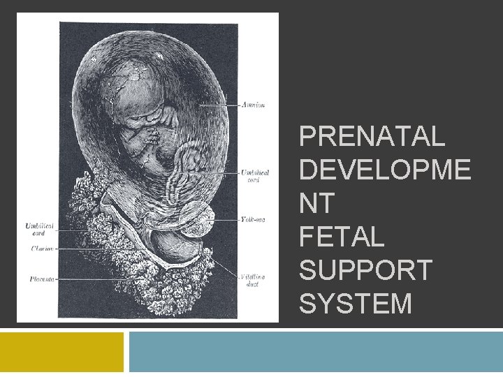 PRENATAL DEVELOPME NT FETAL SUPPORT SYSTEM 