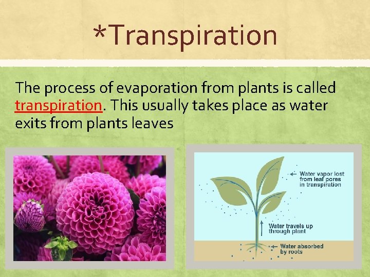 *Transpiration The process of evaporation from plants is called transpiration. This usually takes place