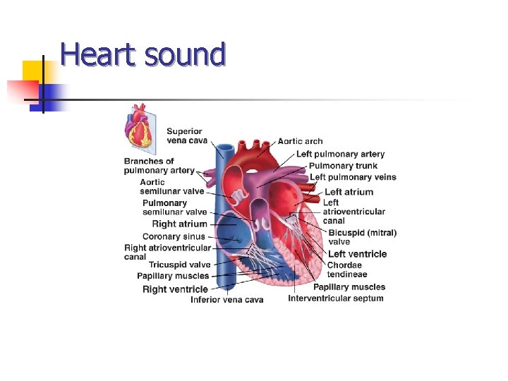Heart sound 
