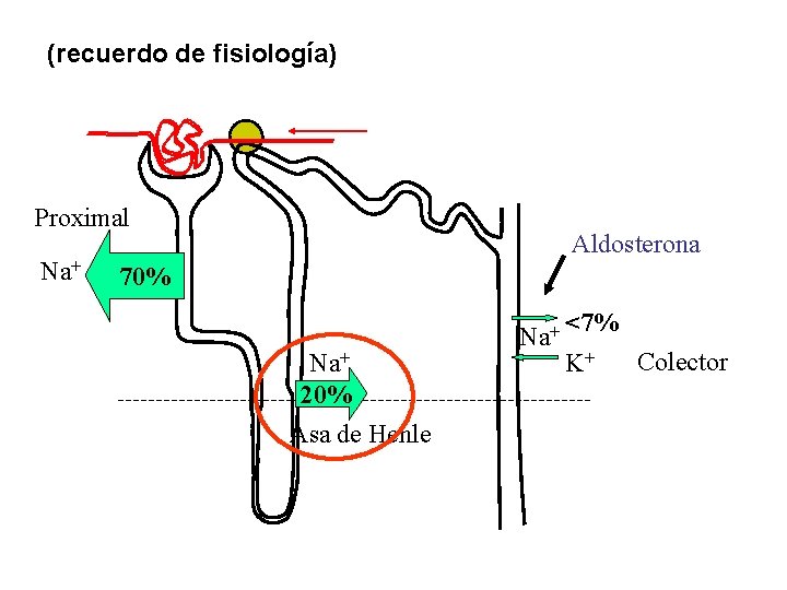 (recuerdo de fisiología) Proximal Na+ Aldosterona 70% Na+ 20% Asa de Henle Na+ <7%