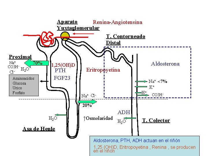 Aparato Renina-Angiotensina Yuxtaglomerular T. Contorneado Distal Proximal Na+ CO 3 H- Cl- 70% H