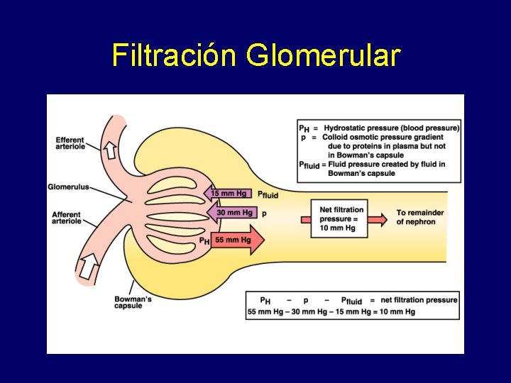 Filtración Glomerular 