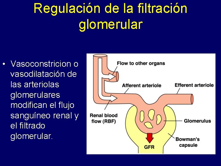 Regulación de la filtración glomerular • Vasoconstricion o vasodilatación de las arteriolas glomerulares modifican