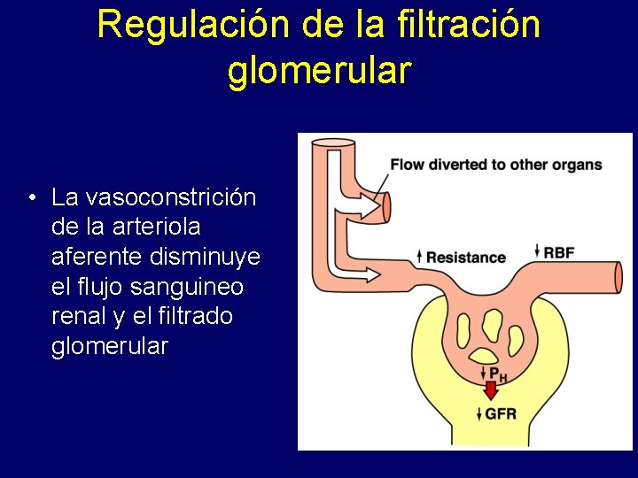 Regulación de la filtración glomerular • La vasoconstrición de la arteriola aferente disminuye el