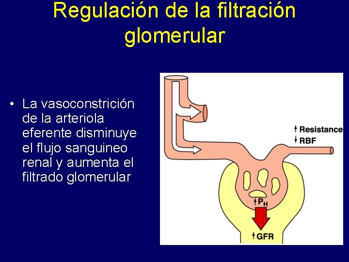 Regulación de la filtración glomerular • La vasoconstrición de la arteriola eferente disminuye el