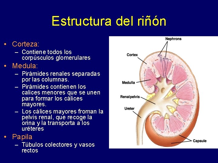 Estructura del riñón • Corteza: – Contiene todos los corpúsculos glomerulares. • Medula: –