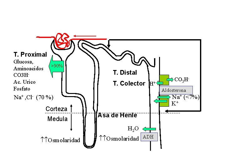 T. Proximal Glucosa, Aminoacidos CO 3 HAc. Urico Fosfato >90% T. Distal T. Colector