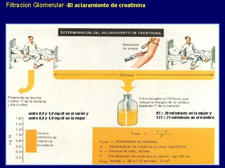 Filtracion Glomerular -El aclaramiento de creatinina entre 0, 8 y 1, 4 mg/dl en