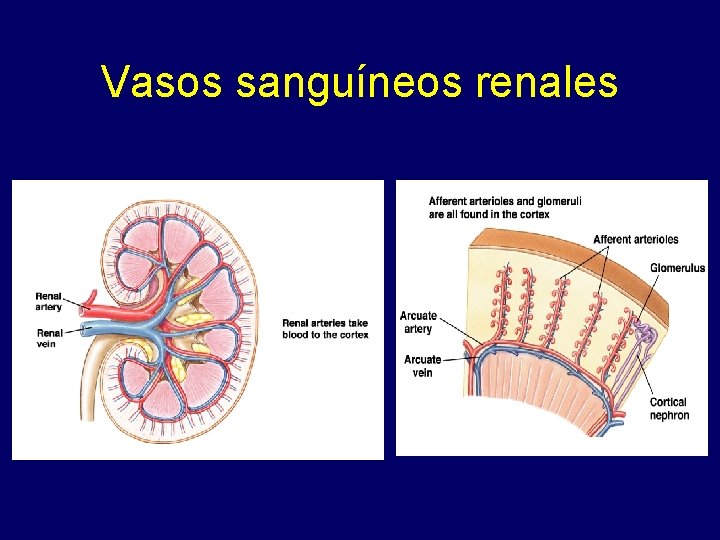 Vasos sanguíneos renales 