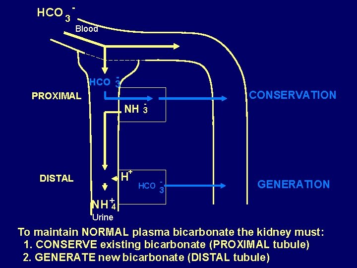 HCO 3 - Blood HCO 3 PROXIMAL NH CONSERVATION 3 + H DISTAL HCO