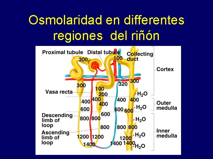Osmolaridad en differentes regiones del riñón Insert fig. 17. 19 