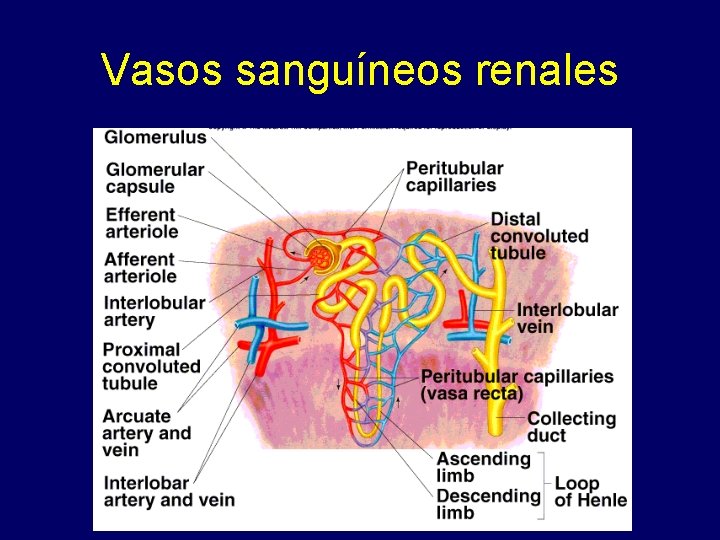 Vasos sanguíneos renales 