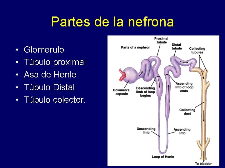 Partes de la nefrona • • • Glomerulo. Túbulo proximal Asa de Henle Túbulo