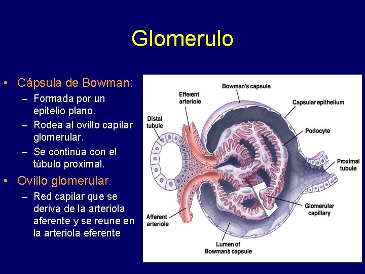 Glomerulo • Cápsula de Bowman: – Formada por un epitelio plano. – Rodea al