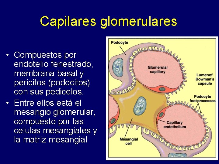 Capilares glomerulares • Compuestos por endotelio fenestrado, membrana basal y pericitos (podocitos) con sus