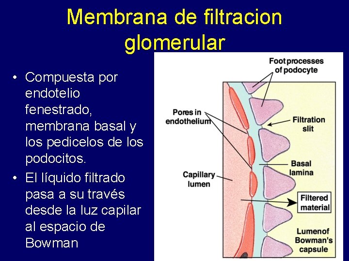 Membrana de filtracion glomerular • Compuesta por endotelio fenestrado, membrana basal y los pedicelos